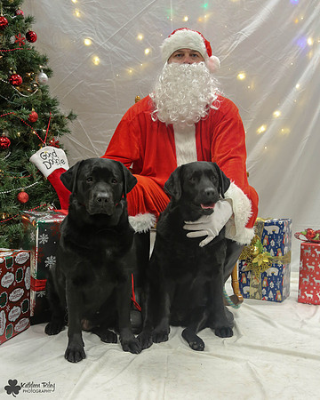 Scarlett and Parody the Labradors Pose Your Pet with Santa 2017
