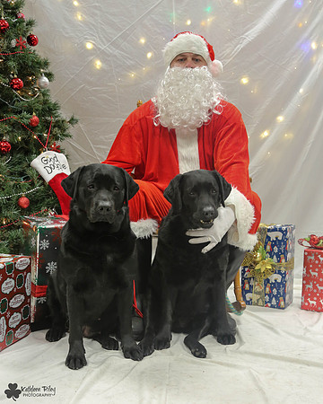 Scarlett and Parody the Labradors Pose Your Pet with Santa 2017