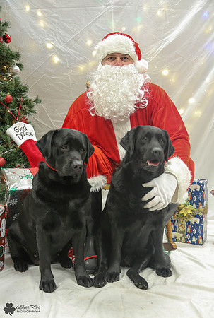 Scarlett and Parody the Labradors Pose Your Pet with Santa 2017