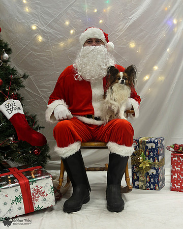 Jaxx the Papillion Pose Your Pet with Santa 2017