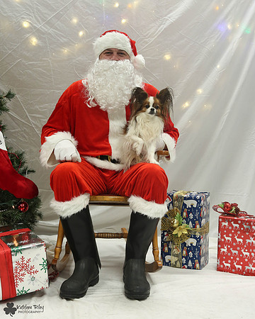 Jaxx the Papillion Pose Your Pet with Santa 2017