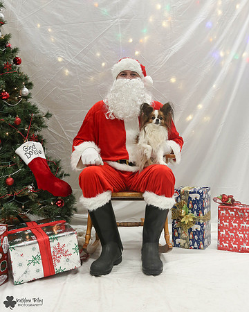 Jaxx the Papillion Pose Your Pet with Santa 2017