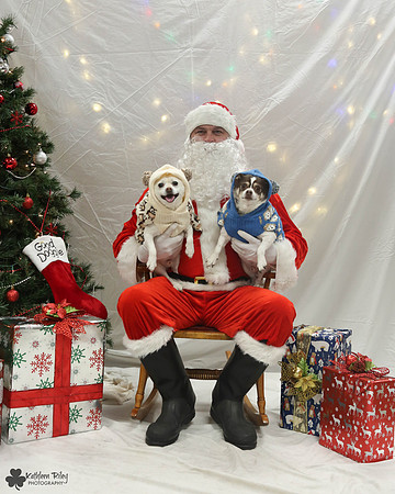 Chai and Latte the Chihuahuas Pose Your Pet with Santa 2017