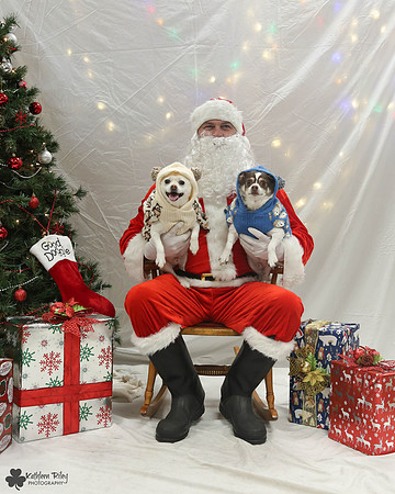 Chai and Latte the Chihuahuas Pose Your Pet with Santa 2017