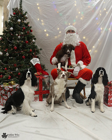 Sghetti and Gnocchi the Spriners and Bria and Vino the Border Collies Pose Your Pet with Santa 2017