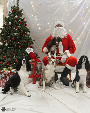 Sghetti and Gnocchi the Spriners and Bria and Vino the Border Collies Pose Your Pet with Santa 2017