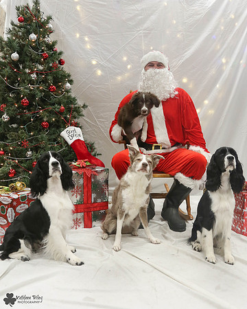 Sghetti and Gnocchi the Spriners and Bria and Vino the Border Collies Pose Your Pet with Santa 2017