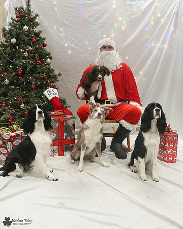 Sghetti and Gnocchi the Spriners and Bria and Vino the Border Collies Pose Your Pet with Santa 2017