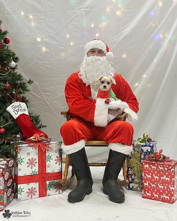 Morkey the Morikie Pose Your Pet with Santa