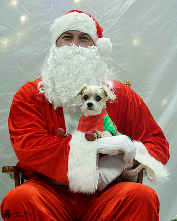Morkey the Morikie Pose Your Pet with Santa