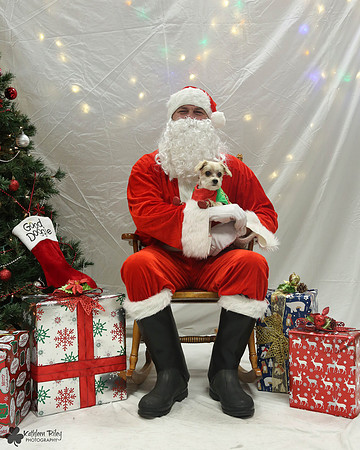 Morkey the Morikie Pose Your Pet with Santa