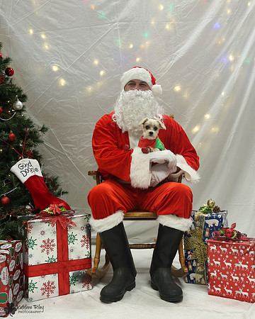 Morkey the Morikie Pose Your Pet with Santa