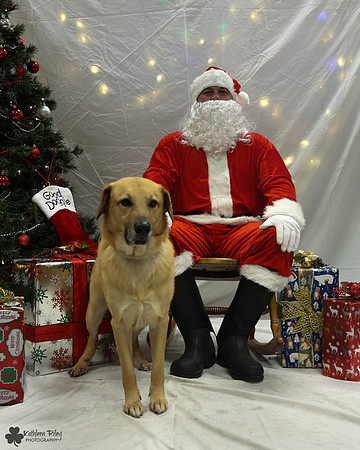 Minnow the Chinook Pose Your Pet with Santa 2017