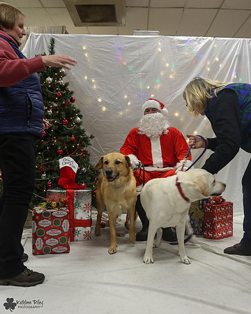 Behind the Scenes - Minnow the Chinook and FTV the Labrador Pose Your Pet with Santa 2017