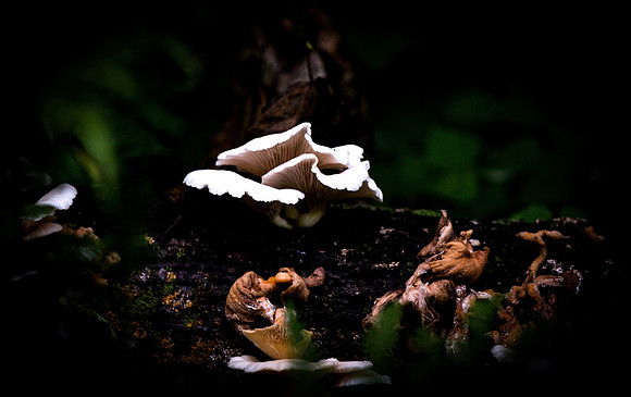 Minnesota Mushroom SLT