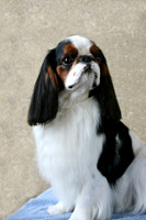 Maibee Orlando - English Toy Spaniel (B&PC)