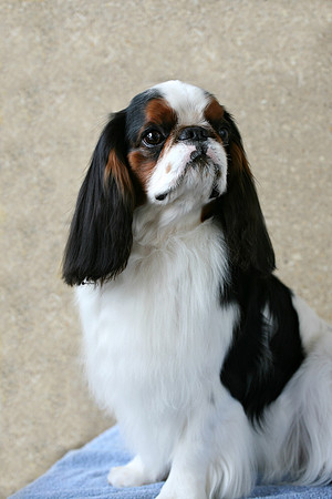 Maibee Orlando - English Toy Spaniel (B&PC)