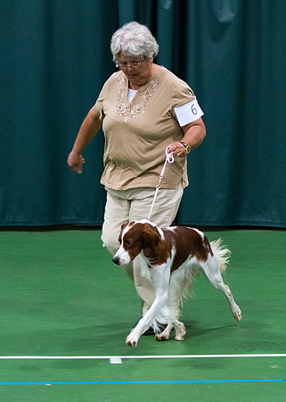 Truly Faithful Celtic Irish Amira - Irish Red and White Setter