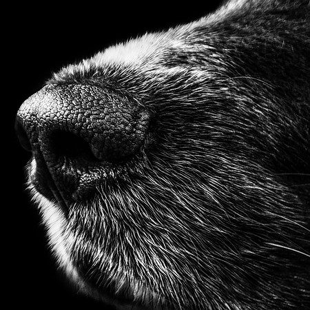 Nosework Cover