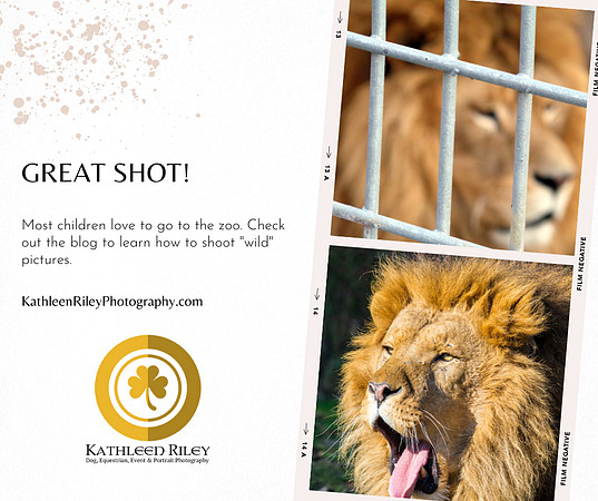 great shot! zoo photos