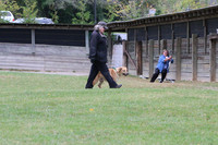 Minnow the Chinook taking the Farm Dog Certified Test October 2017 at Purina Farms