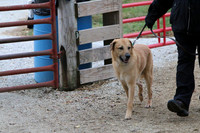 Minnow the Chinook taking the Farm Dog Certified Test October 2017 at Purina Farms