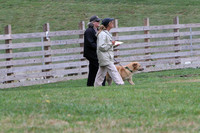 Minnow the Chinook taking the Farm Dog Certified Test October 2017 at Purina Farms