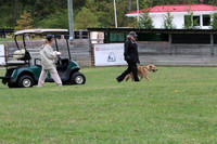Minnow the Chinook taking the Farm Dog Certified Test October 2017 at Purina Farms