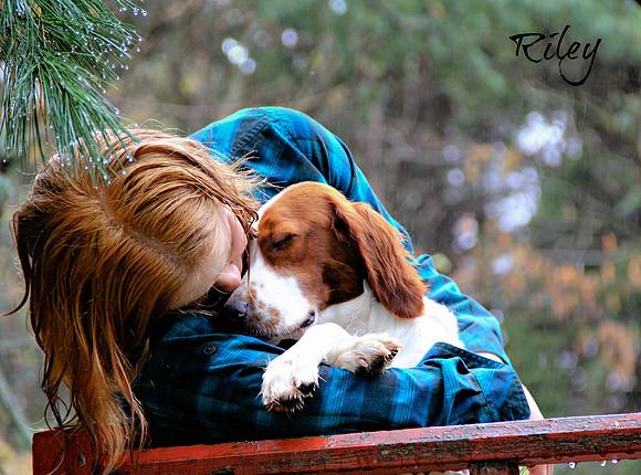 Irish Red and White Setter in Wisconsin