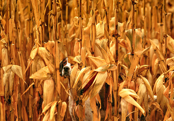 Irish Red and White Setter in a Wisconsin corn field