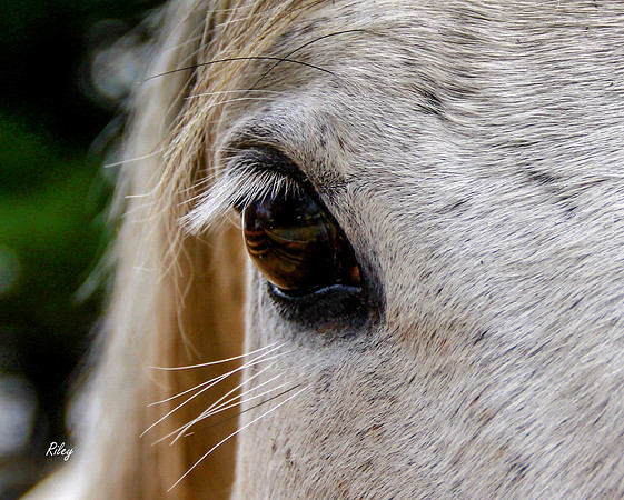 Thoroughbred mare