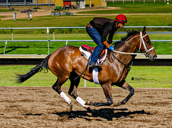 Thoroughbred exercising in the morning in Shakopee Minnesota
