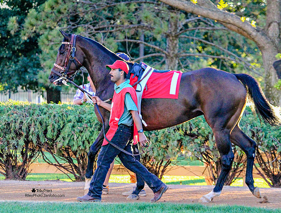 Dear Fay Thoroughbred race horse at Canterbury Park in Shakopee Minnesota