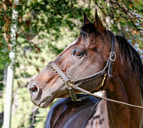 Thoroughbred Stallion in Waverly Minnesota