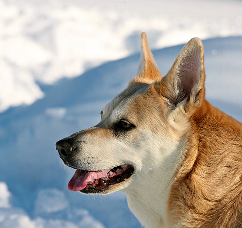 Bailey the Chinook Dog