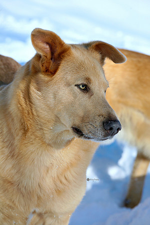 The Beej a Chinook Dog