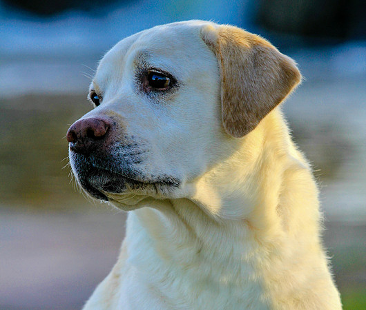 Trey the Labrador