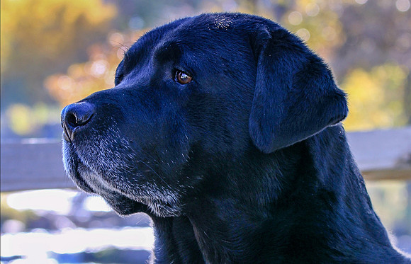Bandit the Labrador