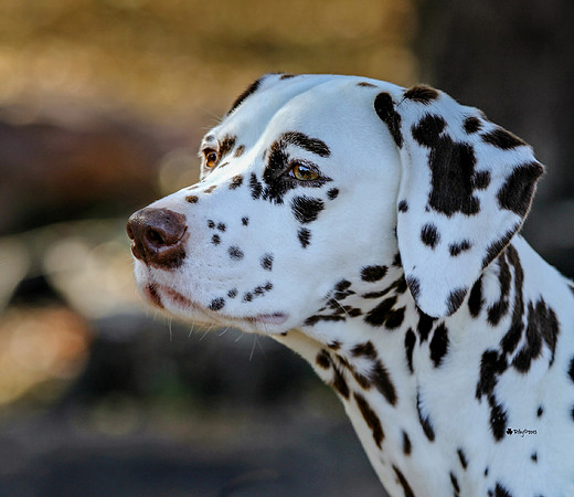 Pauli the Dalmatian in Sioux Falls South Dakota
