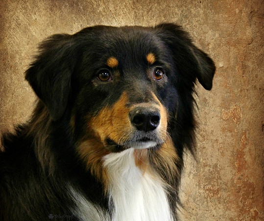 Jon the Australian Shepherd