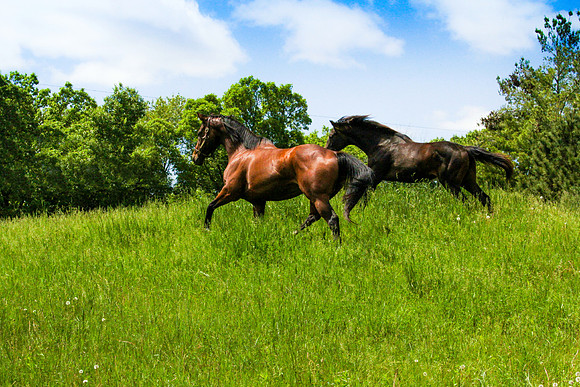 Rosewood Farm Thoroughbreds Cannon Falls Minnesota