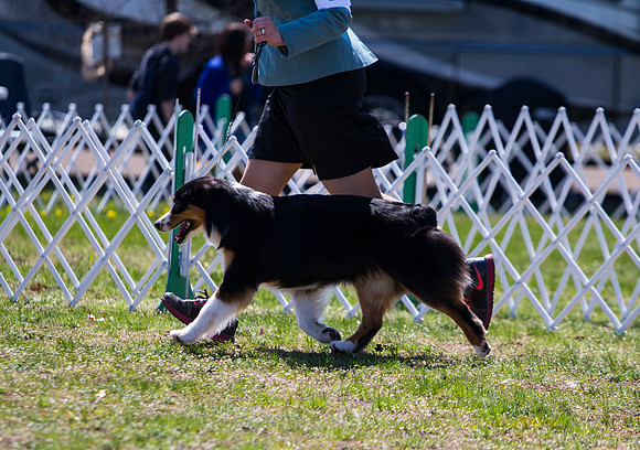 Australian shepherd