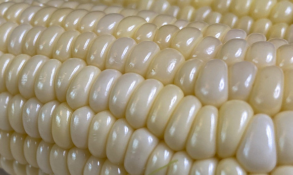 Corn on the Cob IMG_8792