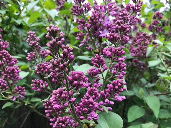 Saint Louis Park Minnesota