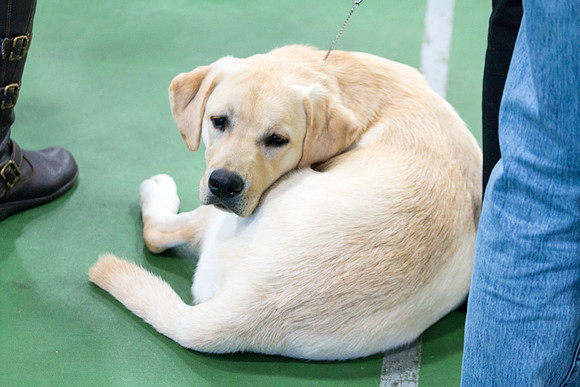 Labrador Retriever