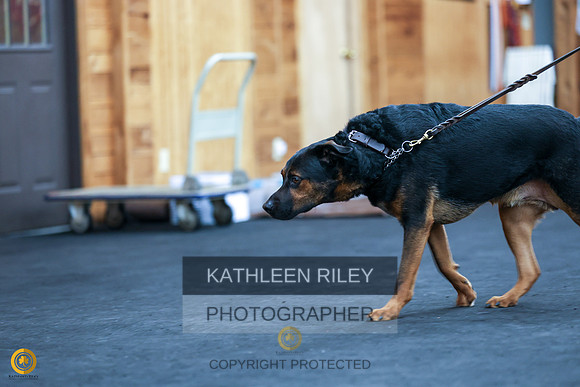 SJLT9409