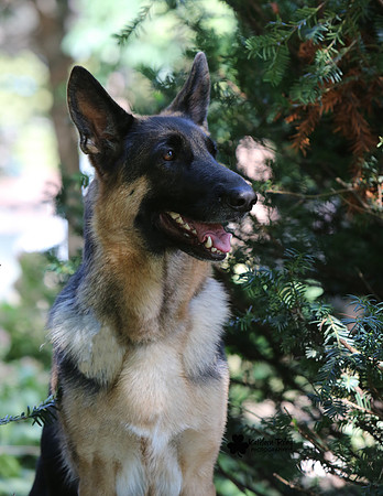 Rose the German Shepherd Dog