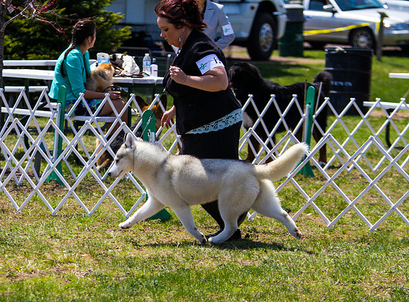 Siberian Husky