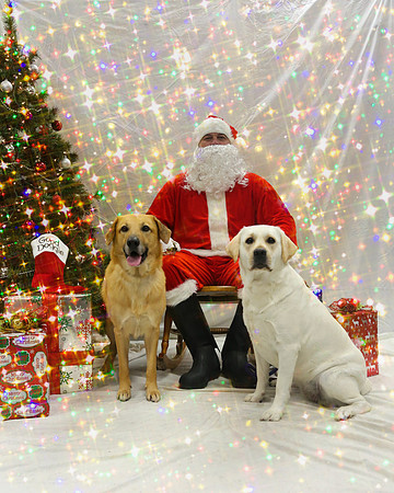 Minnow the Chinook and FTV the Labrador Pose Your Pet with Santa 2017