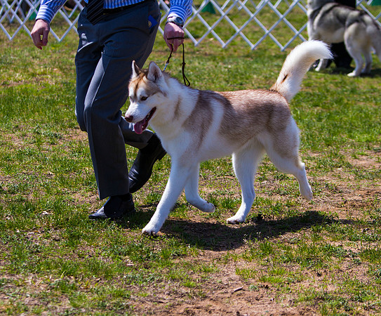 Siberian Husky